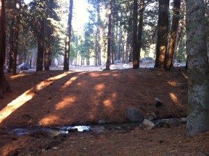 My daily view of Sheep Creek and the forest